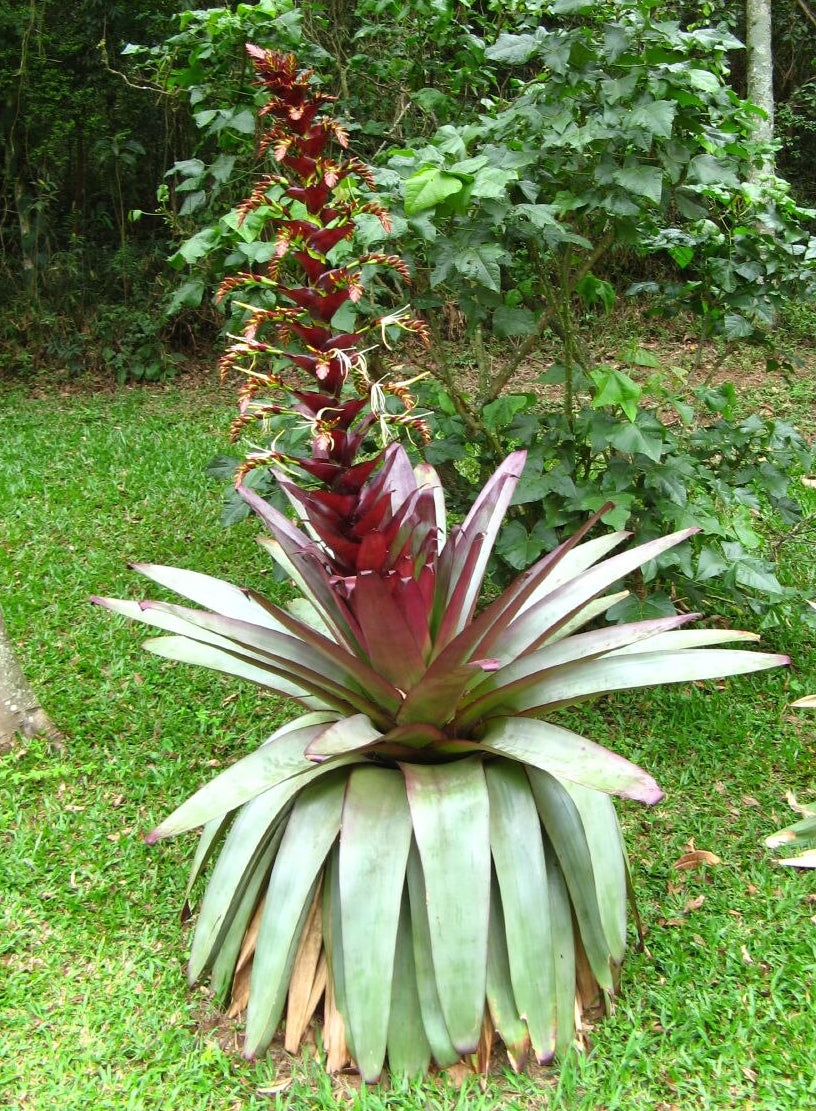 Bromelia imperial