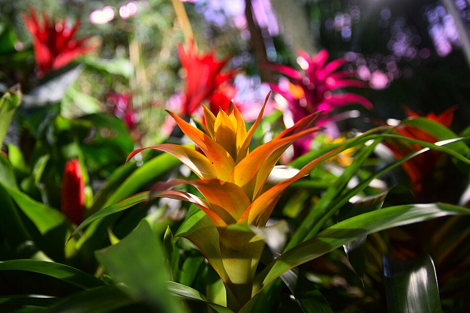 Bromelia Guzmania