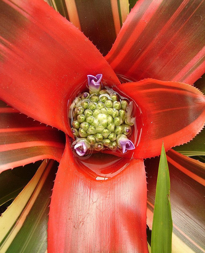 Neoregelia