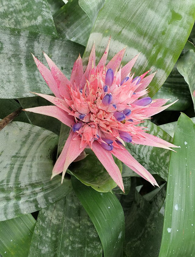Bromelia Nevada