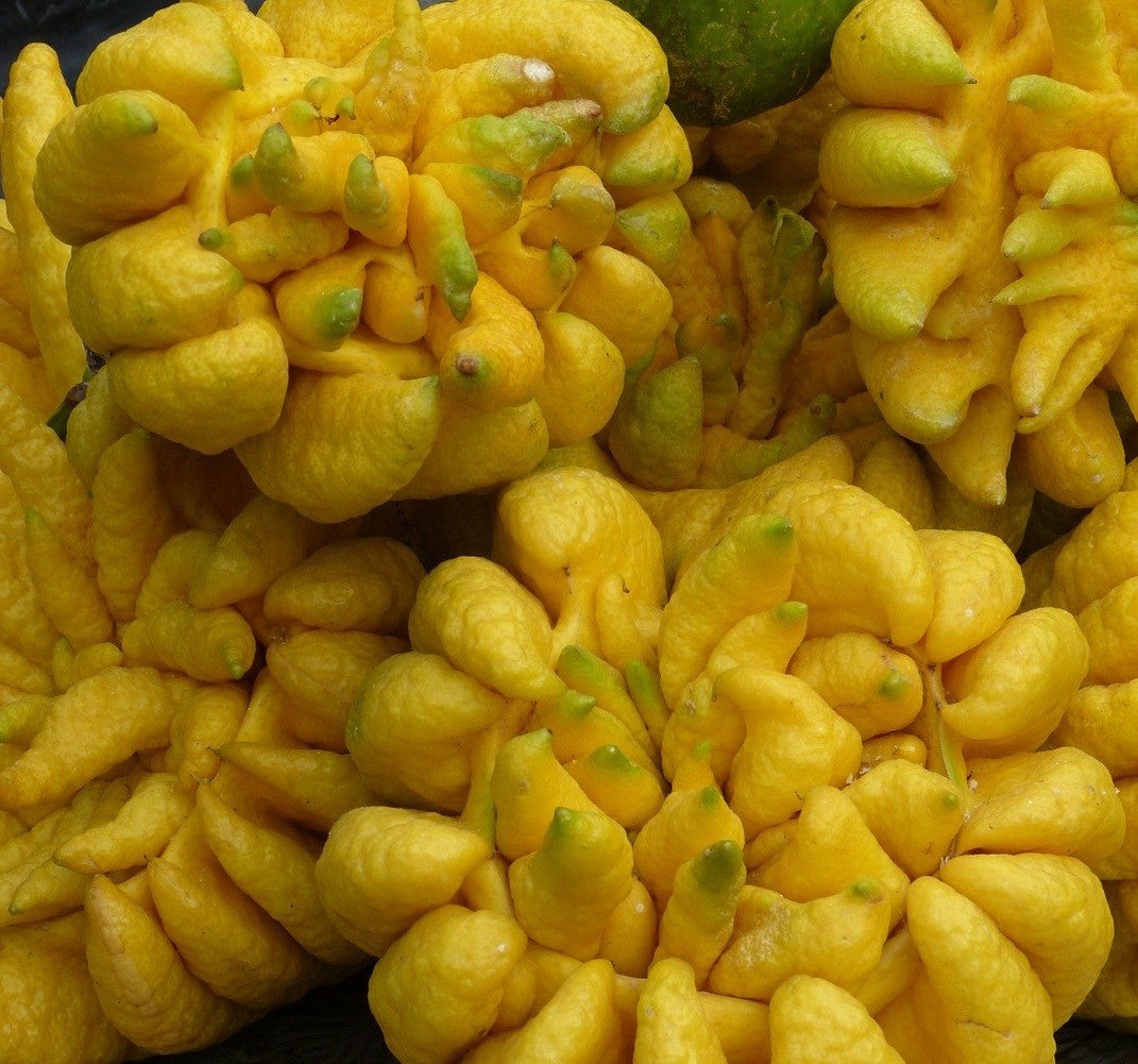 Cidra