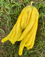Citron