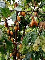 Cacao