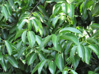 Canela de Ceilán