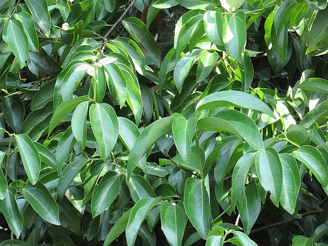 Canela de Ceilán