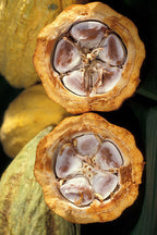 Cacao