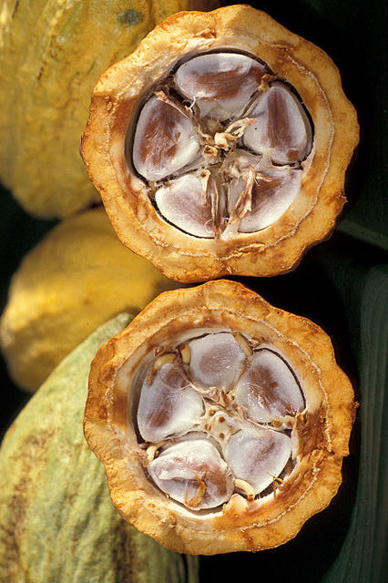 Cacao