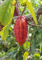 Cacao