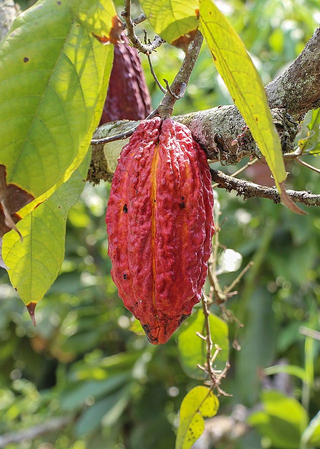 Cacao