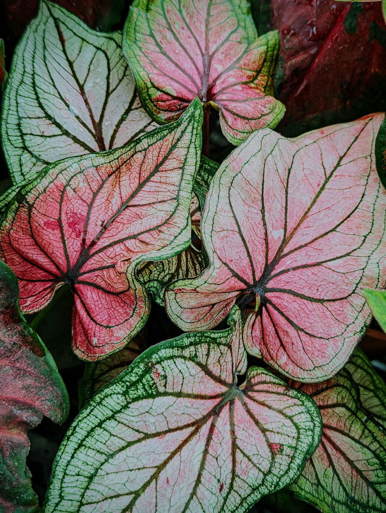 Caladium