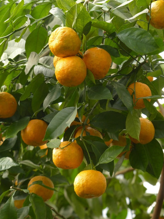 Calamondin