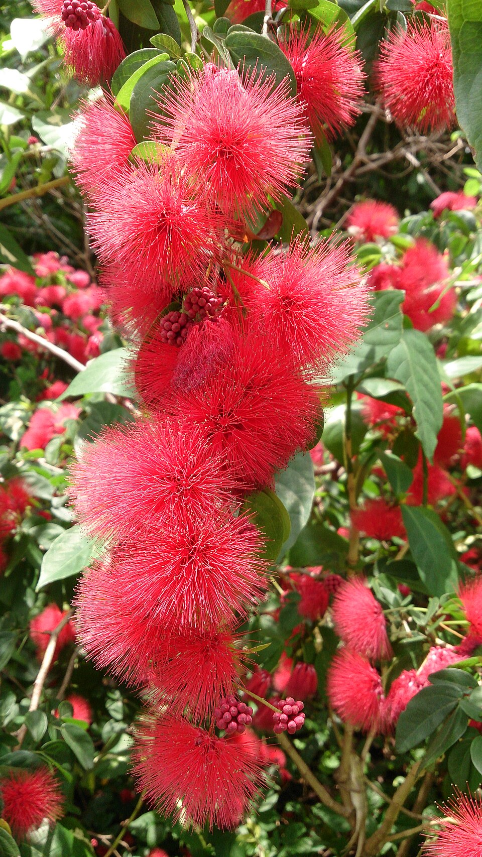 Calliandra