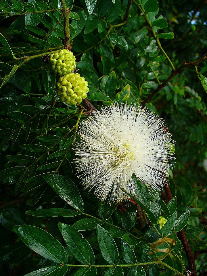 Calliandra