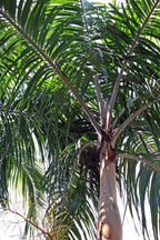 Carpentaria Palme