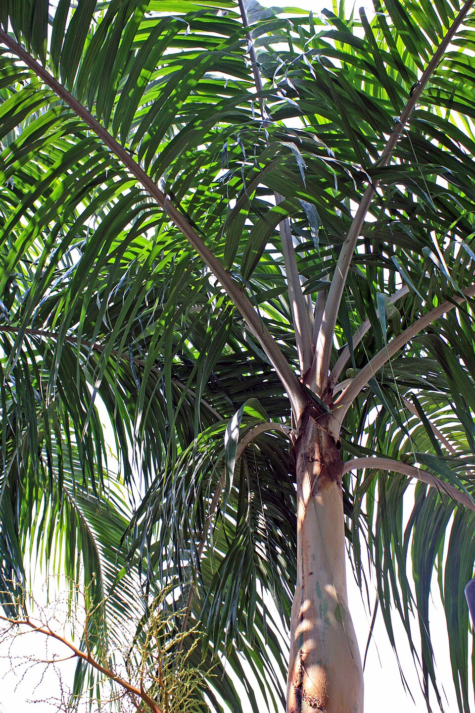 Carpentaria Palme
