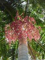 Carpentaria Palme
