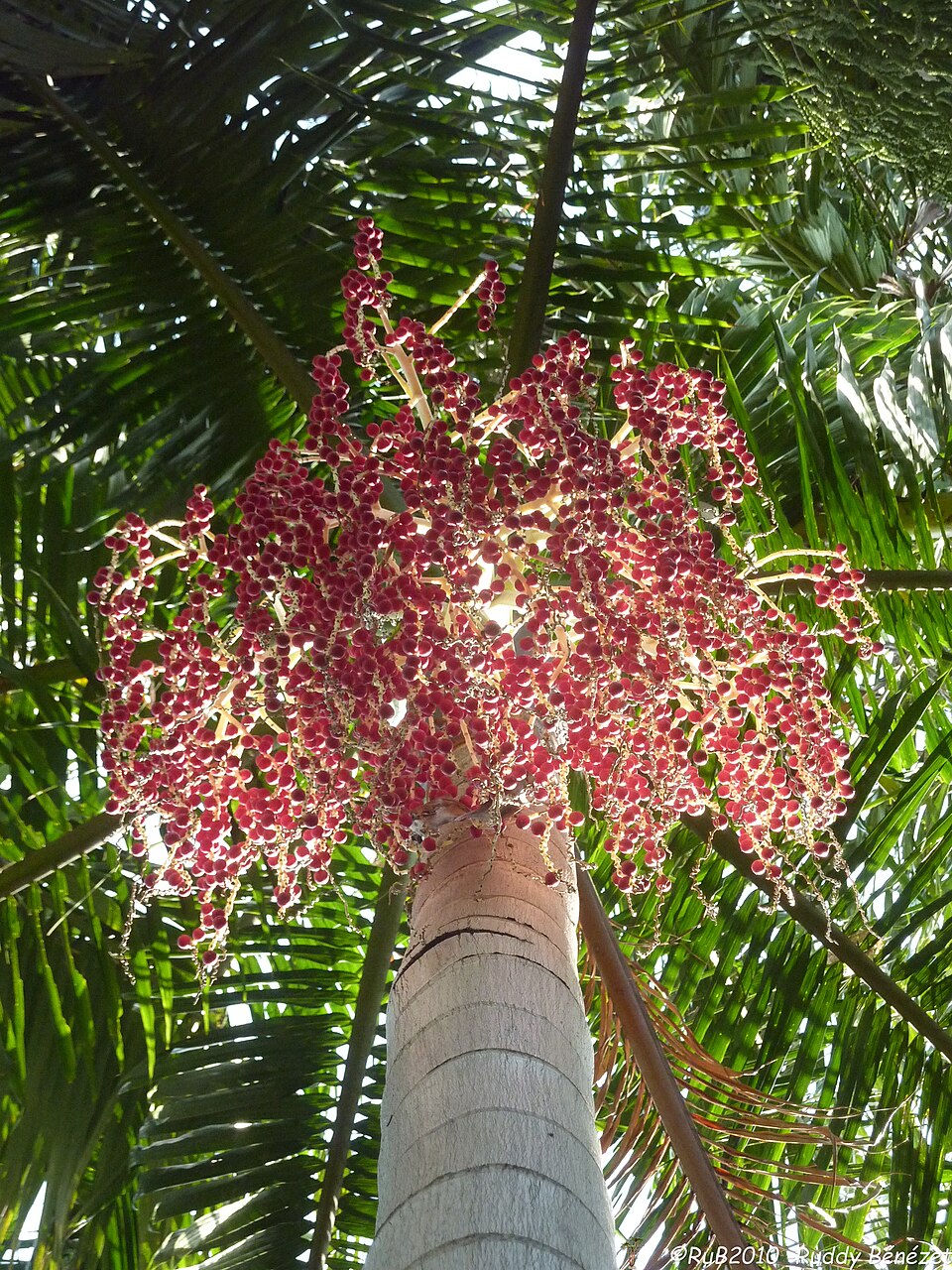 Carpentaria Palme