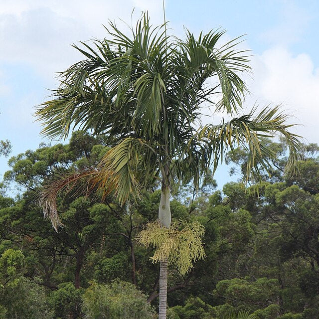 Carpentaria Palme