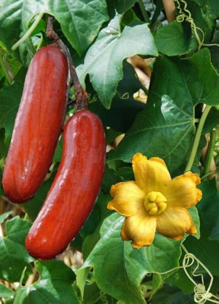 Cassabanana