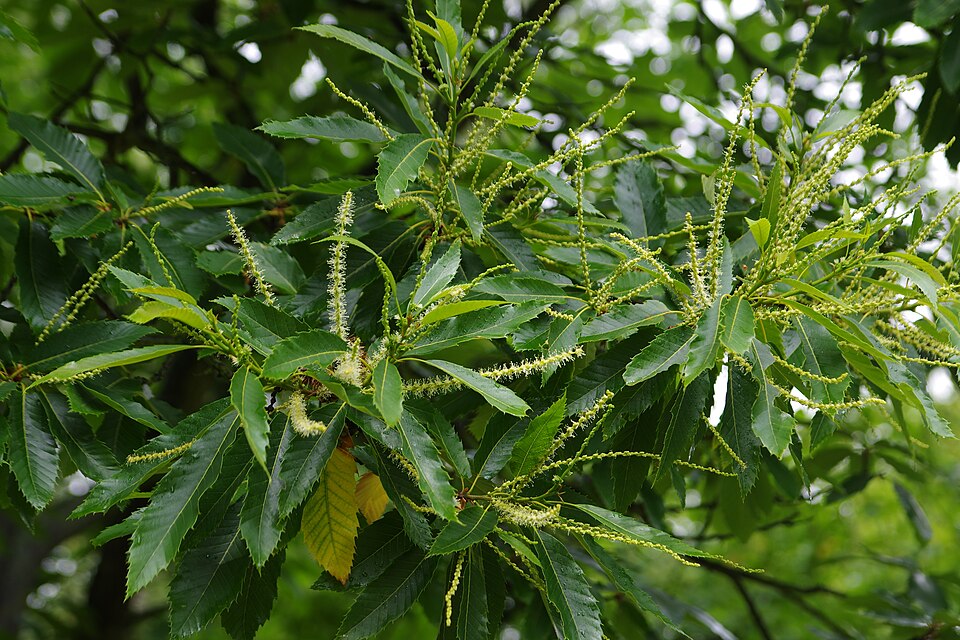 Castaño dulce
