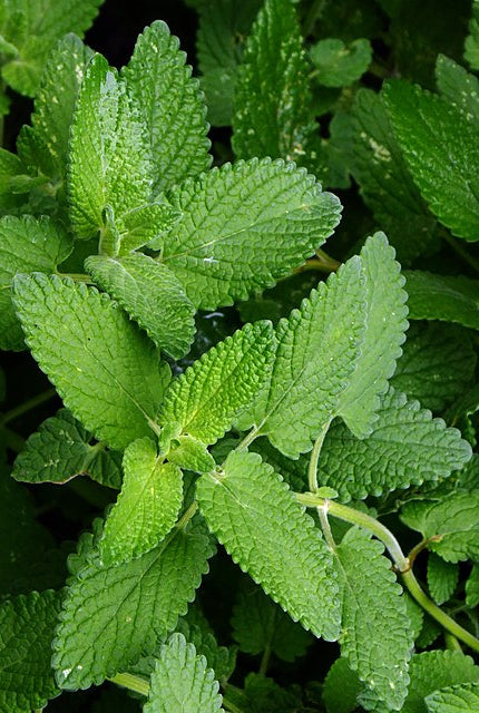 Hierba gatera