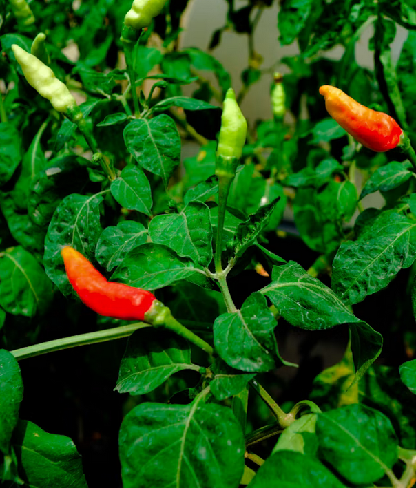Chili