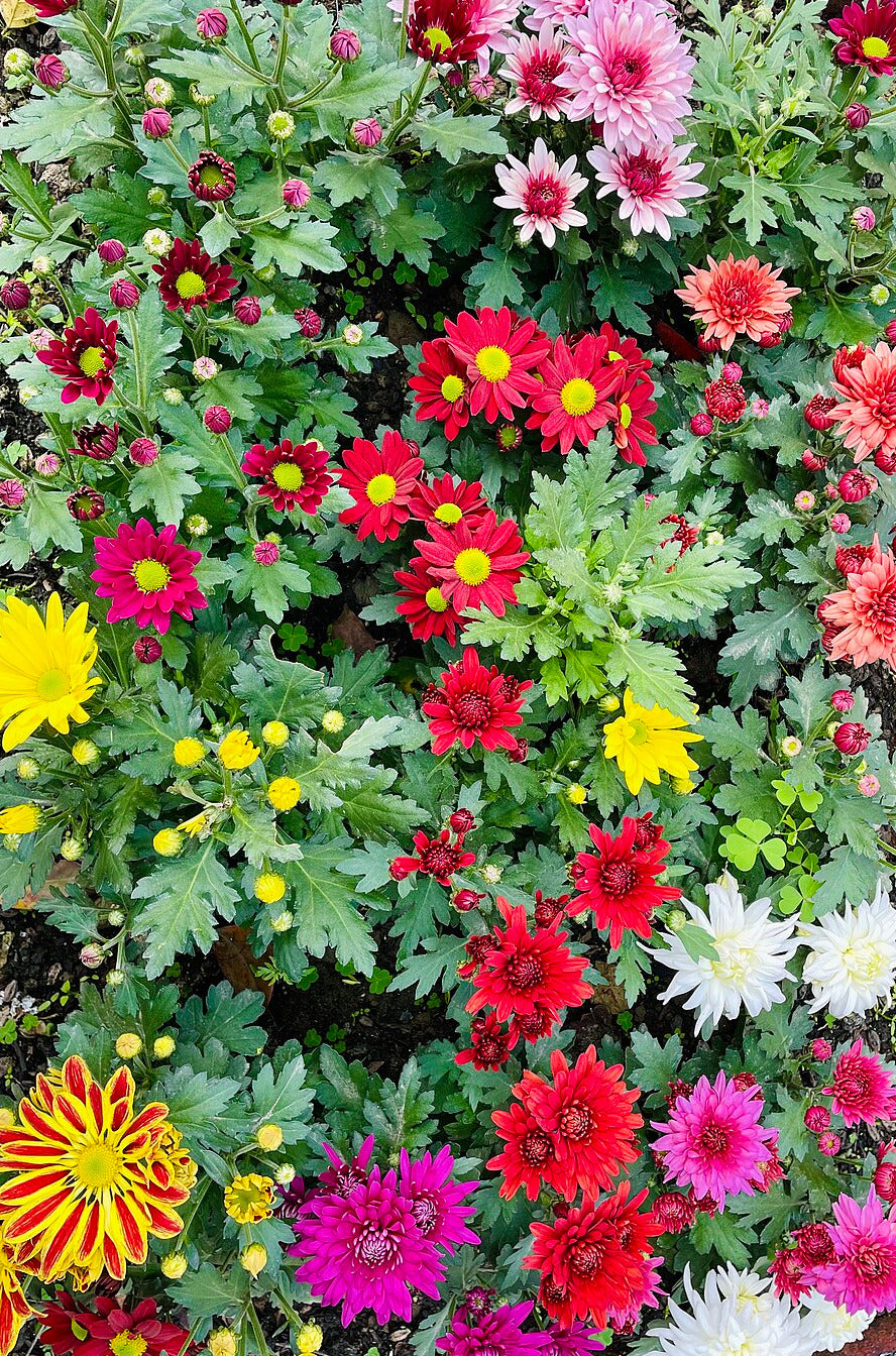 Chrysantheme