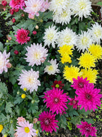Chrysantheme