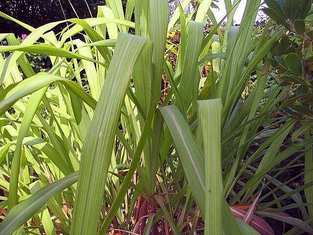 Citronella