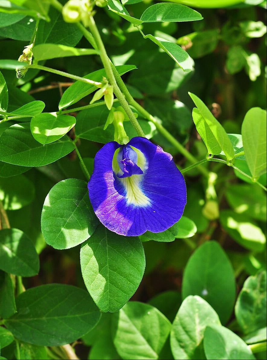 Blaue Klitorie