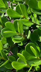 Clusia