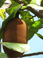 Cupuaçu