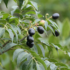 Árbol de hojas de curry