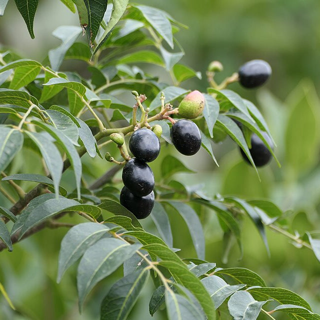 Árbol de hojas de curry