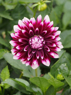 Dahlia