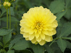 Dahlia