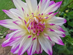Dahlia