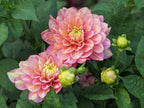Dahlia
