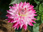Dahlia