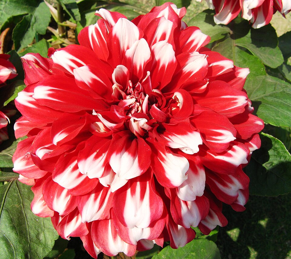 Dahlia