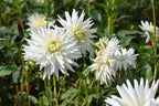 Dahlia