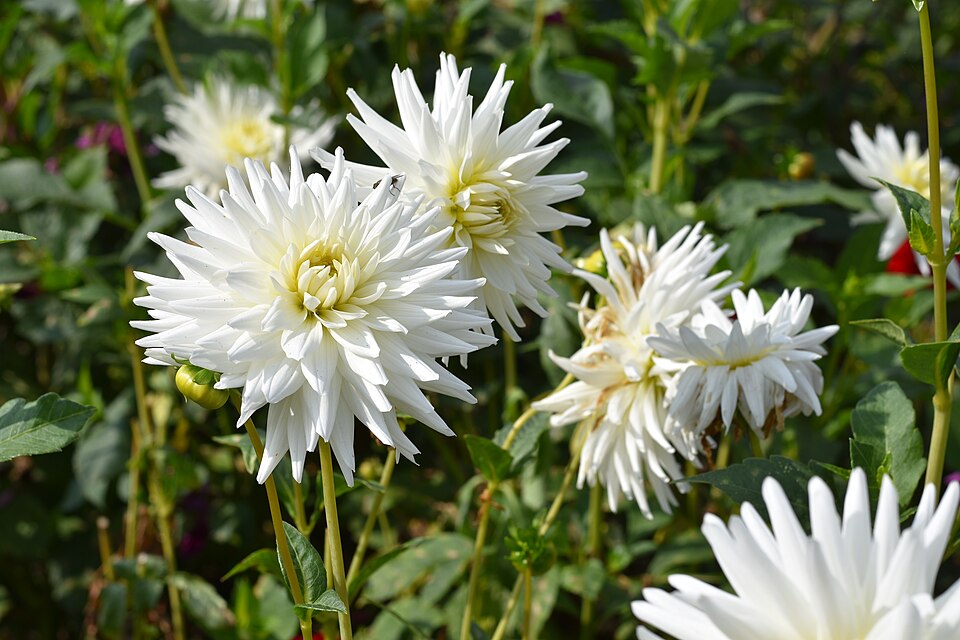 Dahlia