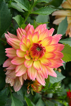 Dahlia