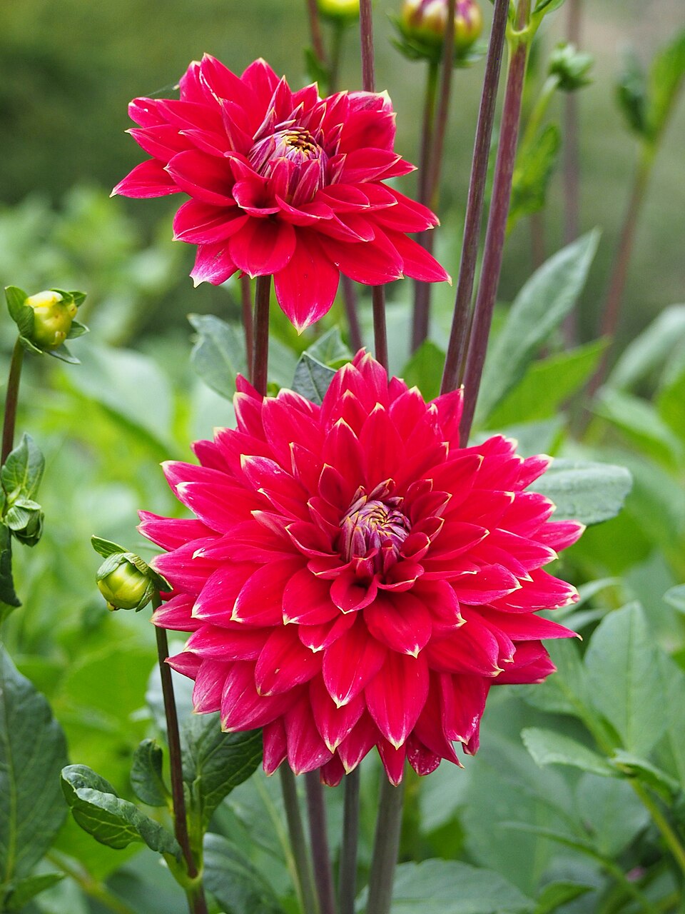 Dahlia