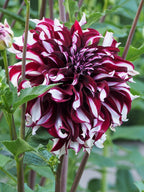 Dahlia