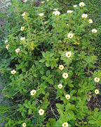 Damiana blanca
