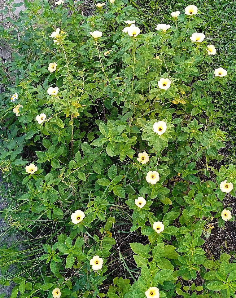 Damiana blanca