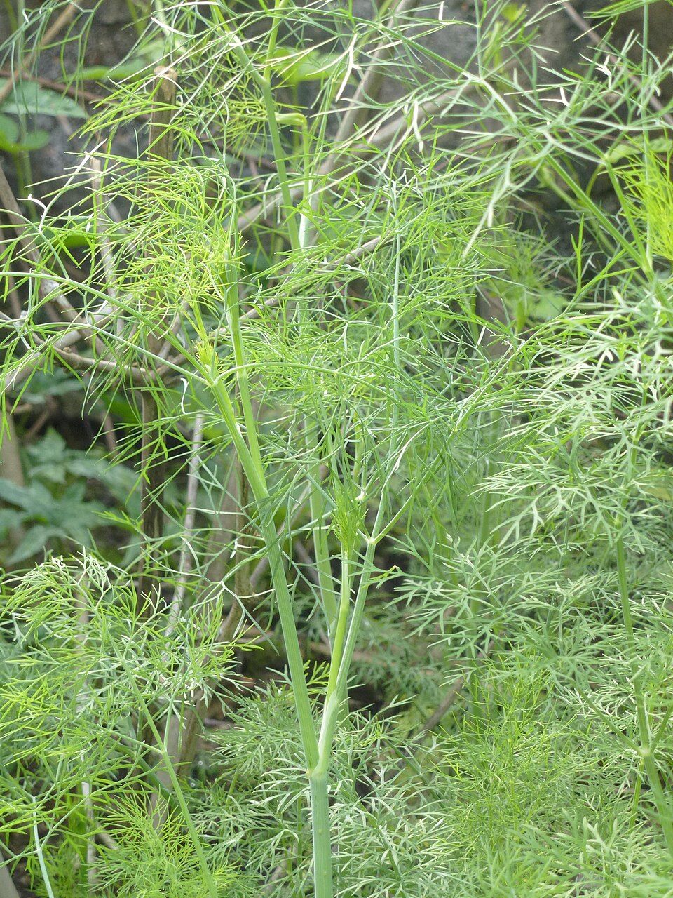 Dill
