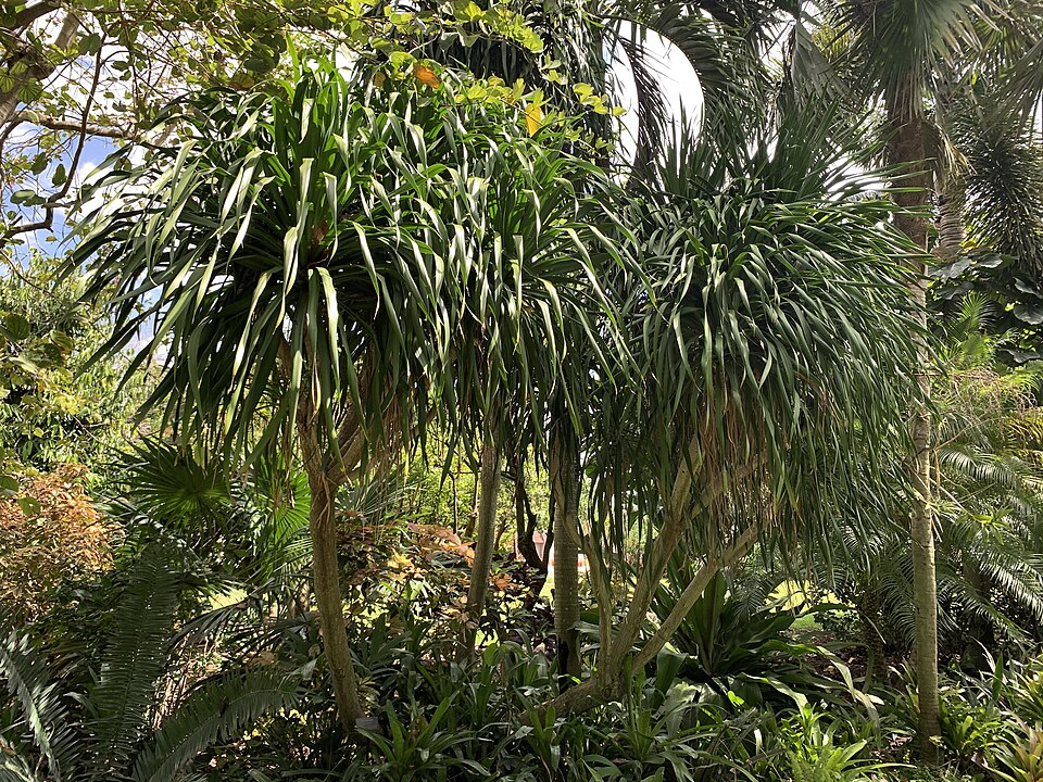 Baumdracaena