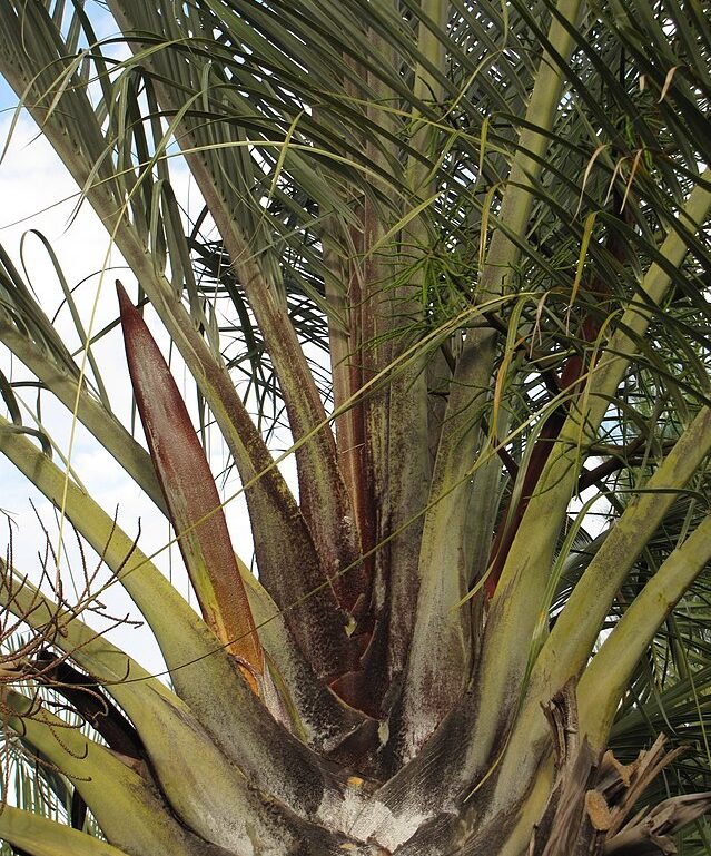 Triangle palm